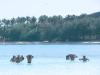 Lagoon Waders