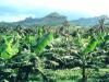 Banana Plantation