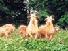 Domestic lawnmowers...