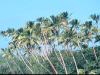 Coconut stand